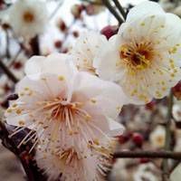花有重开日