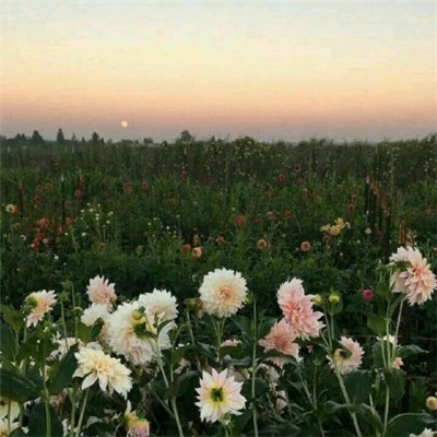瑾色安