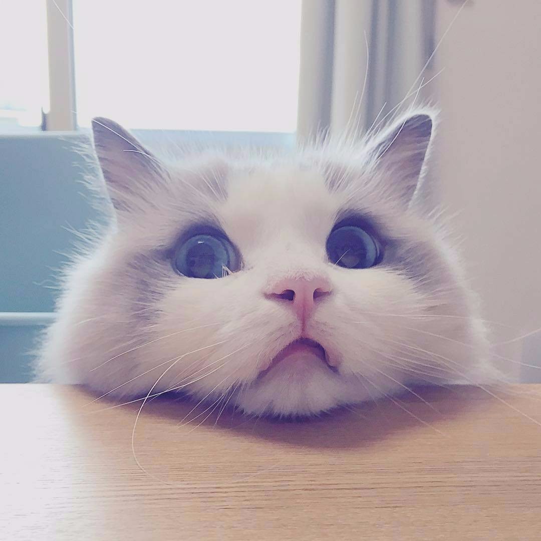 喵小呜