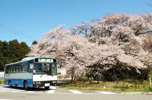 樱花树下